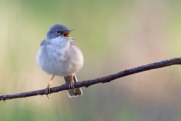 Common whitethroat