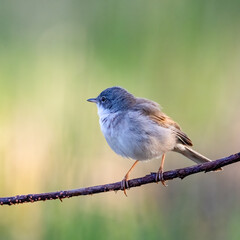 Common whitethroat