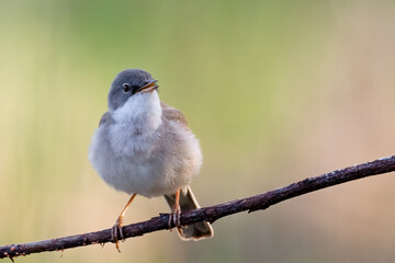 Common whitethroat