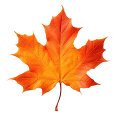 Maple Autumn Leaf, isolated on transparent background.