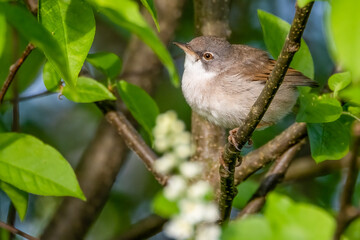 Common whitethroat