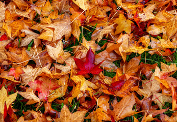 Maple fall leaves, natural background. 