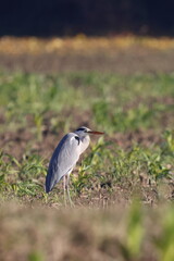 airone in campagna