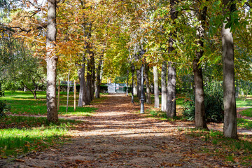 Autumn. Autumn landscape. Autumn colors. Forest route. Orange color tree, red brown maple leaves in autumn city park. Beautiful orange and yellow leaves. Blurry park. Autumn natural background. 2023.