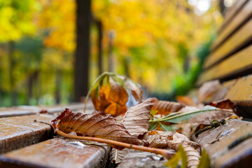 Autumn. Autumn landscape. Autumn colors. Forest route. Orange color tree, red brown maple leaves in...