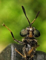 Closeup shot of an ant with green eyes on a blurred background