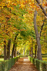 Autumn. Autumn landscape. Autumn colors. Forest route. Orange color tree, red brown maple leaves in autumn city park. Beautiful orange and yellow leaves. Blurry park. Autumn natural background. 2023.