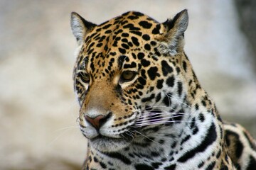 Portrait of a Jaguar in a white background