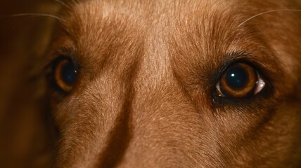 Closeup of the eyes of an adorable dog