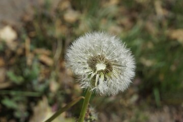 Closeup shot of a dandelion with seeds