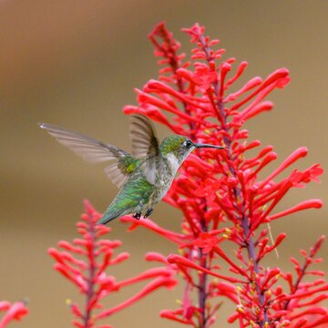 Closeup of a ruby-throated hummingbird flying near a firebush