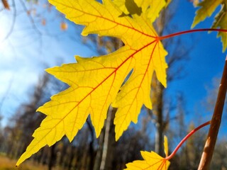 Autumn leaf on a tree