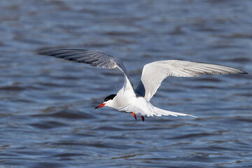 Common tern