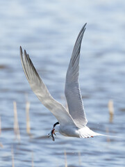 Common tern