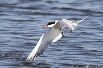 Fototapeta na wymiar Common tern