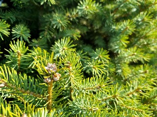 Close up of a pine tree
