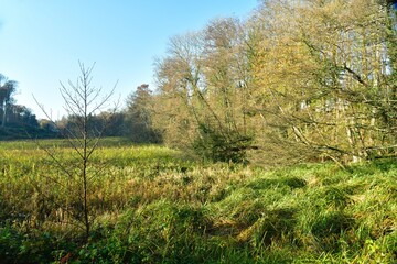Obraz premium La végétation sauvage en automne à l’arboretum de Groenendael au sud-est de Bruxelles 