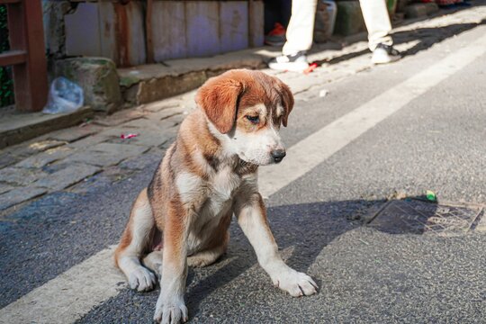 Closeup shot of an askal sitting on the street road