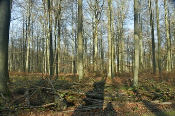 Jeunes hêtres au troncs très élancés dans la forêt de Soignes en fin d'automne à Groenendael...