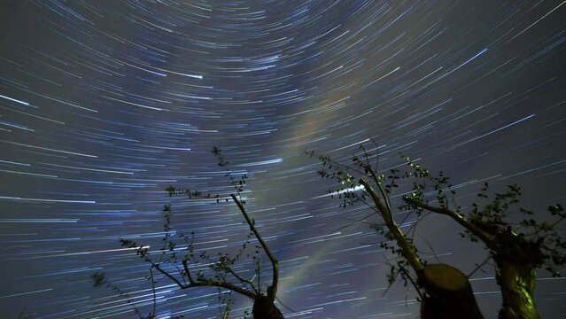 Beautiful startrail in the sky with stars and clouds, olive tree in the foreground