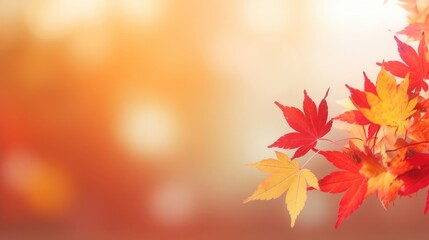 Naklejka na ściany i meble web banner design for autumn season and end year activity with red and yellow maple leaves with soft focus light and bokeh