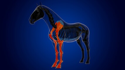 Forelimb bones of bone horse skeleton anatomy for medical concept 3D Illustration