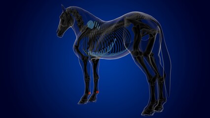 proximal sesamoid bone horse skeleton anatomy for medical concept 3D Illustration