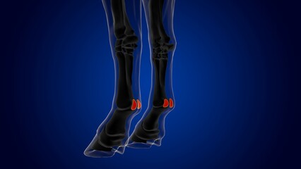 proximal sesamoid bone horse skeleton anatomy for medical concept 3D Illustration © mybox