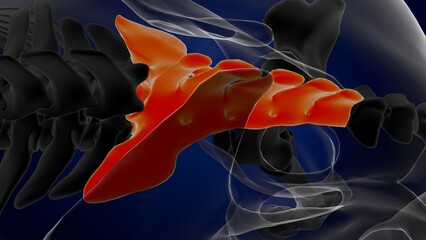 sacral vertebrae bone horse skeleton anatomy for medical concept 3D Illustration - obrazy, fototapety, plakaty