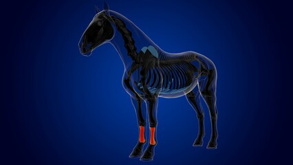 cannon bone horse skeleton anatomy for medical concept 3D Illustration © mybox
