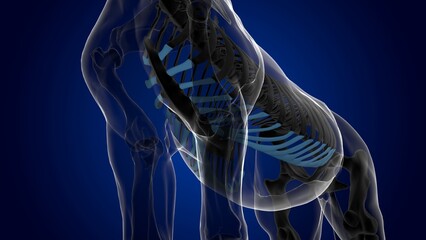 costal cartilage horse skeleton anatomy for medical concept 3D Illustration - obrazy, fototapety, plakaty