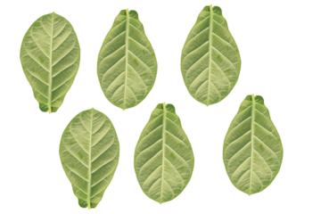 Calotropis gigantea plant, with fruit and flowers. Crown flower. leaves of the Cotinus coggygria.