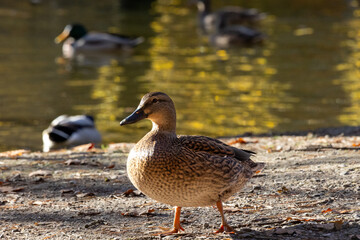 Wild duck near the lake im sauerland