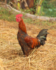 colorful red rooster on the farm with the tuft of feathers on San Juan street 