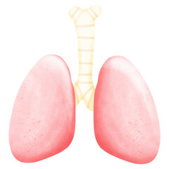human anatomy, lungs