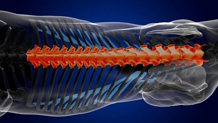 thoracic vertebrae horse skeleton anatomy for medical concept 3D Illustration - obrazy, fototapety, plakaty