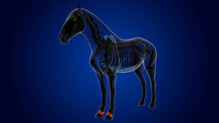 Short pastern bone horse skeleton anatomy for medical concept 3D Illustration