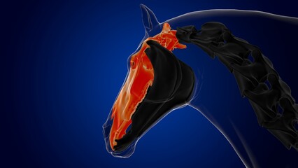 Skull bone horse skeleton anatomy for medical concept 3D Illustration