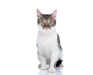 beautiful baby metis cat looking forward and sitting on white background