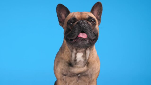 project video of beautiful French bulldog puppy sitting and looking forward while panting in front of blue background