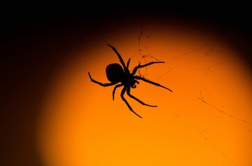 Closeup of a spider silhouette with a yellow and black background