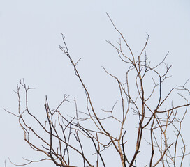 Dead tree branches in the forests that changes according to the season.