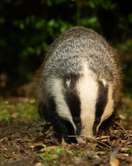 European badger. Tejón. Meles meles.