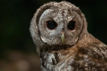 Baby tawny owl. Cria de cárabo común.