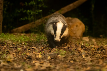European badger. Tejón. Meles meles.