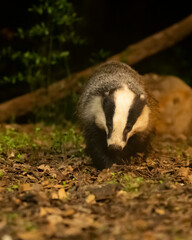 European badger. Tejón. Meles meles.