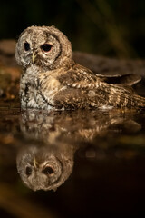 Baby tawny owl. Cria de cárabo común.