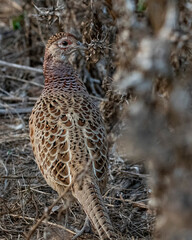 Pheasant in the wild. Faisán. 
