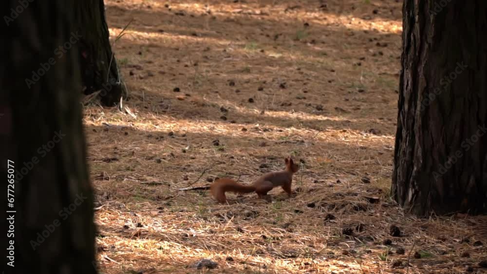 Poster cute red squirrel runs through the forest in search of food. a small playful squirrel walks between 