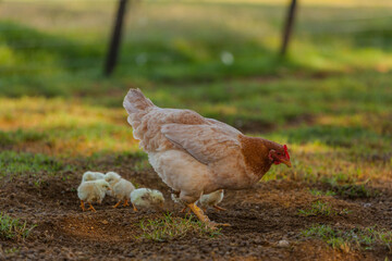gallina en granja con sus pollitos 